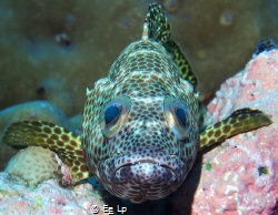 Epinephelus spilotoceps (foursaddle grouper). (f/8, 1/80,... by E&e Lp 